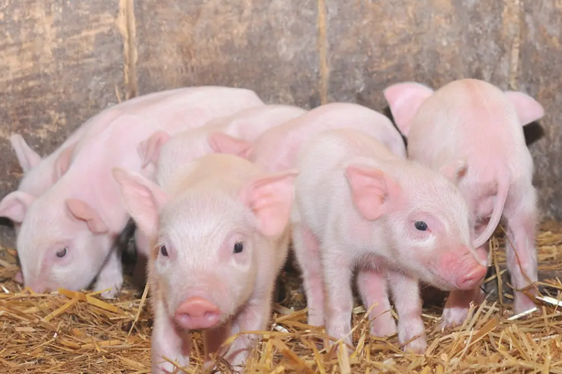 养猪人必看-仔猪断奶应激原理、影响因素及预防方法