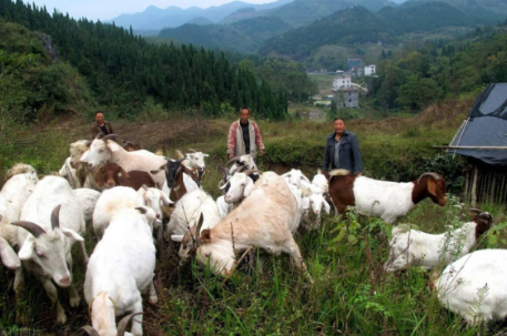 养羊人必看的注意事项
