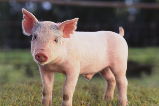 乳猪饲料选择时的注意事项